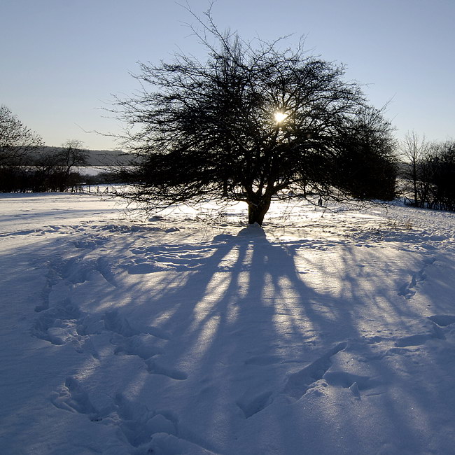 Baum Winter Sonne_DSC2820 Kopie.jpg